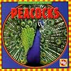 Peacocks (Animals I See at the Zoo)