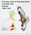 The New Atlas of Breeding Birds in Britain and Ireland: 1988-1991 (T & AD Poyser)
