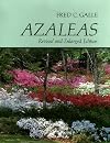 Azaleas