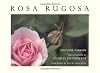 Rosa Rugosa