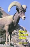 Desert Bighorn Sheep