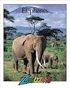 Elephants (Zoobooks Series)