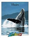 Whales (Zoobooks Series)