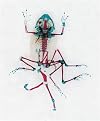 Malamp: The Occurrence of Deformities In Amphibians