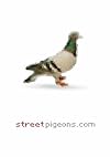 Streetpigeons