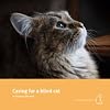 Caring for a blind cat