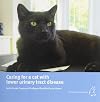 Caring for a Cat with Lower Urinary Tract Disease