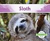 Sloth (South American Animals)