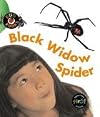 Black Widow Spider (Heinemann First Library: Bug Books)