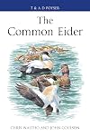 The Common Eider