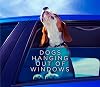Dogs Hanging Out Of Windows