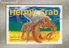 Hermit Crab