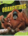 Orangutans (Animal Lives)