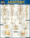Anatomy (Quickstudy Academic)