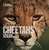 Face to Face with Cheetahs