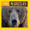 Face to Face with Grizzlies