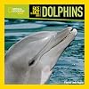 Face to Face with Dolphins