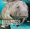 Face to Face with Manatees