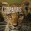 Face to Face with Leopards