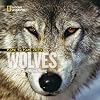 Face to Face with Wolves