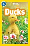 Ducks (National Geographic Readers) (Pre-Reader)