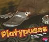 Platypuses (Pebble Plus: Australian Animals)