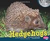 Hedgehogs (Pebble Plus: Nocturnal Animals)