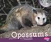 Opossums (Pebble Plus: Nocturnal Animals)