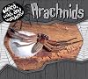 Arachnids