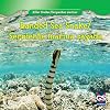 Banded Sea Snake / Serpiente marina rayada (Killer Snakes / Serpientes asesinas) (English and Spanish Edition)