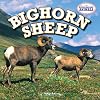 Bighorn Sheep (American Animals)