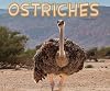 Ostriches