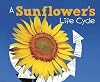 A Sunflower's Life Cycle (Pebble Plus: Explore Life Cycles)