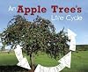 An Apple Tree's Life Cycle (Pebble Plus: Explore Life Cycles)