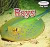 Rays (Powerkids Readers: Fun Fish)
