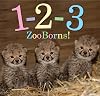 1-2-3 ZooBorns!