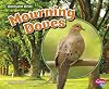 Mourning Doves