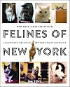 Felines of New York: A Glimpse Into the Lives of New York's Feline Inhabitants