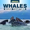 Whales Work Together (Animal Teamwork)