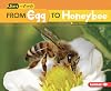 From Egg to Honeybee (Start to Finish: Second Series)