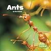 Ants