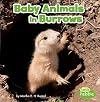 Baby Animals in Burrows (Little Pebble: Baby Animals and Their Homes)