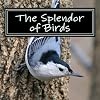 The Splendor of Birds: A Picture Book for Seniors, Adults with Alzheimer's and Others (Picture Books for Seniors, Alzheimer's Patients, Adults with ... and Others; A 'No Text' Book) (Volume 5)