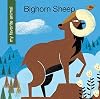 Bighorn Sheep (My Favorite Animal)