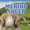 Merino Sheep (Wild and Woolly)