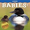 Loon Babies! (Babies! (Farcountry Press))