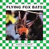 Flying Fox Bats