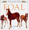 Foal (See How They Grow)