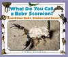 What Do You Call a Baby - Scorpion? And Other Baby Spiders and Insects