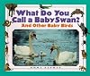 What Do You Call a Baby - Swan? And Other Baby Birds